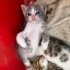Yavru kedi sahiplendirme fotoğraf