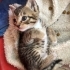 Yavru kedi sahiplendirme fotoğraf