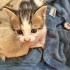 Yavru kedi sahiplendirme fotoğraf