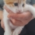 ERKEK VE DİŞİ CAN TANELERİ..!! fotoğraf