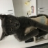 Russian Blue+Tekir Karışımı Melez Yavru fotoğraf