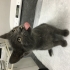Russian Blue+Tekir Karışımı Melez Yavru fotoğraf
