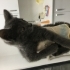 Russian Blue+Tekir Karışımı Melez Yavru fotoğraf