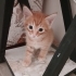 Sarı Bebişler ve Anneleri fotoğraf