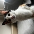 Calico Mocha ömürlük yuvasını arıyor fotoğraf