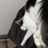 Calico Mocha ömürlük yuvasını arıyor fotoğraf