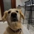 Lila şanslı ailesini arıyor fotoğraf