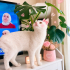 Ücretsiz sahiplenme British kedi fotoğraf
