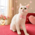 Ücretsiz sahiplenme British kedi fotoğraf
