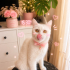 Ücretsiz sahiplenme British kedi fotoğraf