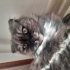 Oyunsever uysal ve sevdiren bir kedi fotoğraf