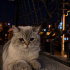 ÜCRETSİZ SAHİPLENDİRİLECEKTİR fotoğraf