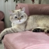 ÜCRETSİZ SAHİPLENDİRİLECEKTİR fotoğraf
