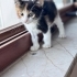 Peşinizden ayrılmayan bir dost fotoğraf