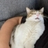 Hellboy ev arıyor fotoğraf