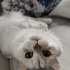 Cok uysallar ve sevecenler fotoğraf