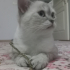 1.5 yaşında british shorthair fotoğraf