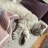 1.5 yaşında british shorthair fotoğraf