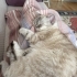 1.5 yaşında british shorthair fotoğraf