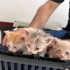 Üç yavru kedi 1 aylıklar fotoğraf