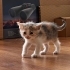 Üç yavru kedi 5 -6 haftalıklar fotoğraf