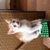 Üç yavru kedi 5 -6 haftalıklar fotoğraf