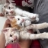 Üç yavru kedi 5 -6 haftalıklar fotoğraf