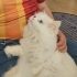 SEVGİYE AÇ BİR BRİTİSH fotoğraf