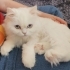 SEVGİYE AÇ BİR BRİTİSH fotoğraf