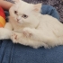 SEVGİYE AÇ BİR BRİTİSH fotoğraf