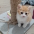 2 buçuk aylık erkek tekir kedimi ücretsiz sahiplendirmek istiyorum. fotoğraf
