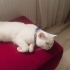 Pamuk yeni yuvasını arıyor fotoğraf