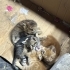 4 yavruya yuva aramaktayız. fotoğraf