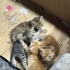 4 yavruya yuva aramaktayız. fotoğraf