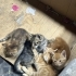 4 yavruya yuva aramaktayız. fotoğraf