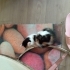 2 aylık calico dişi kedimi ücretsiz sahiplendirmek istiyorum. fotoğraf