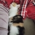 2 aylık calico dişi kedimi ücretsiz sahiplendirmek istiyorum. fotoğraf