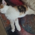 2 aylık calico dişi kedimi ücretsiz sahiplendirmek istiyorum. fotoğraf