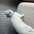 Uysal,Sevimli,oyuncu kedi fotoğraf