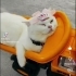 Evinizin prensesinenyuva arıyoruz fotoğraf