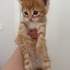 ÇOK ACİL YUVA - 1 AYLIK fotoğraf