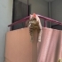 Temiz-Ev Yaşamına Uyumlu Tekir Kedi fotoğraf