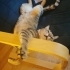 Temiz-Ev Yaşamına Uyumlu Tekir Kedi fotoğraf