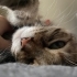 Temiz-Ev Yaşamına Uyumlu Tekir Kedi fotoğraf