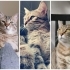 Temiz-Ev Yaşamına Uyumlu Tekir Kedi fotoğraf