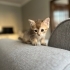 tekir ve scottish kedi kırması fotoğraf