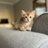 tekir ve scottish kedi kırması fotoğraf