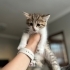 tekir ve scottish kedi kırması fotoğraf