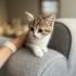 tekir ve scottish kedi kırması fotoğraf
