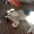🐾 Yuva Arayan Erkek Yavru Kedi 🐾 fotoğraf